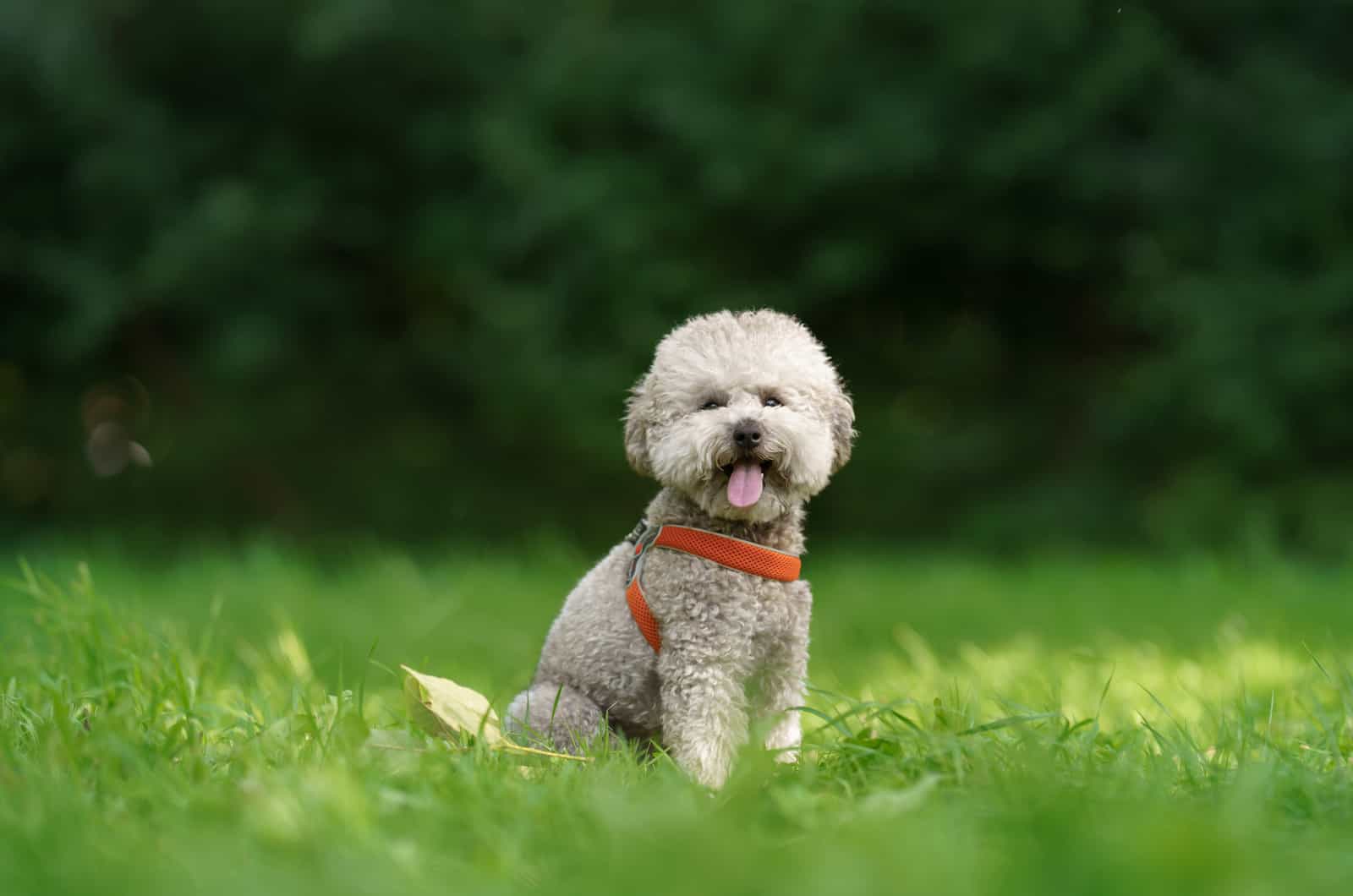 9 Poodle Breeders In Ohio That You Can Trust   Toy Poodle Wearing A Harness 