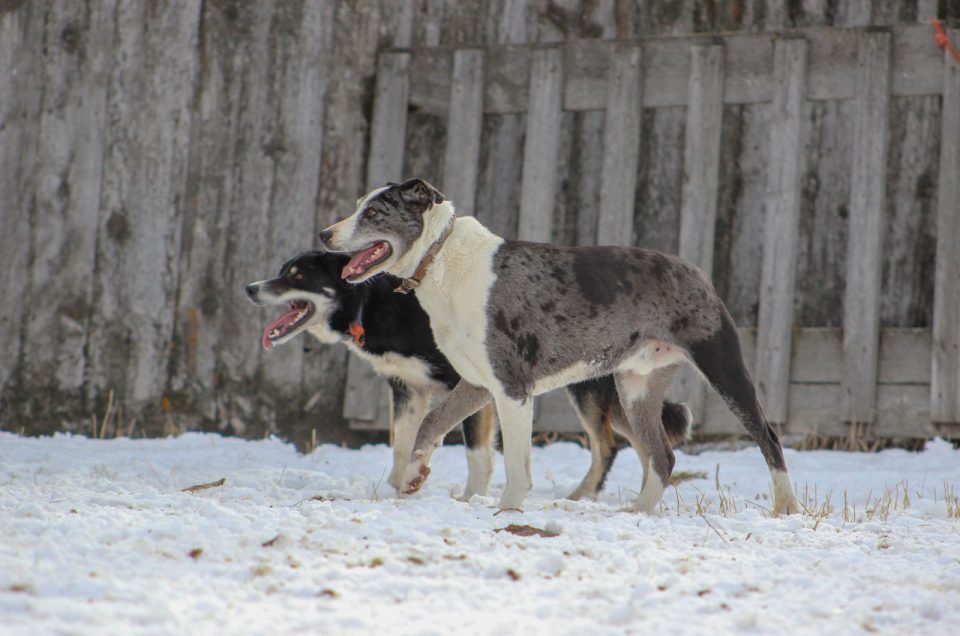 What Is A Hanging Tree Dog And Should You Get One Yourself?