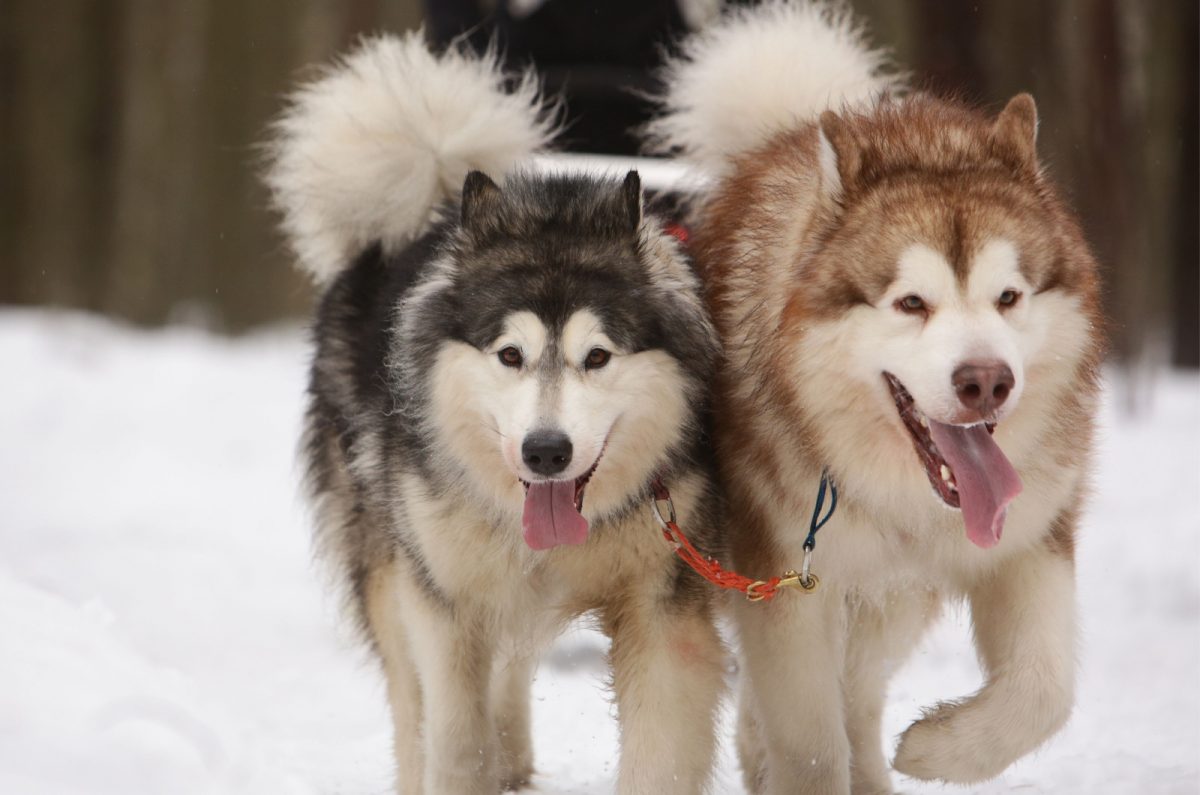 9 Alaskan Malamute Colors That Will Take Your Breath Away