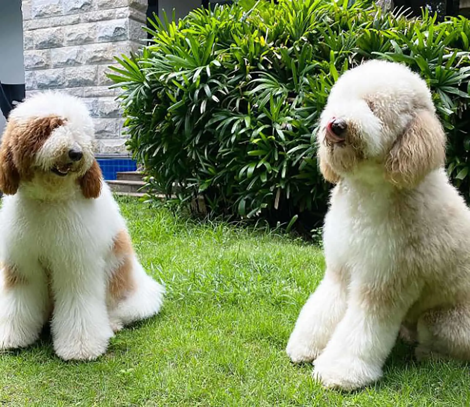 are giant poodle dogs good pets or are they aggressive