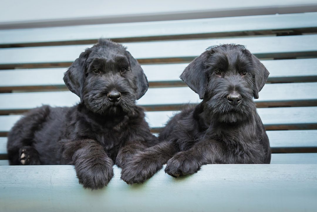 10 Best Giant Schnauzer Breeders In the USA