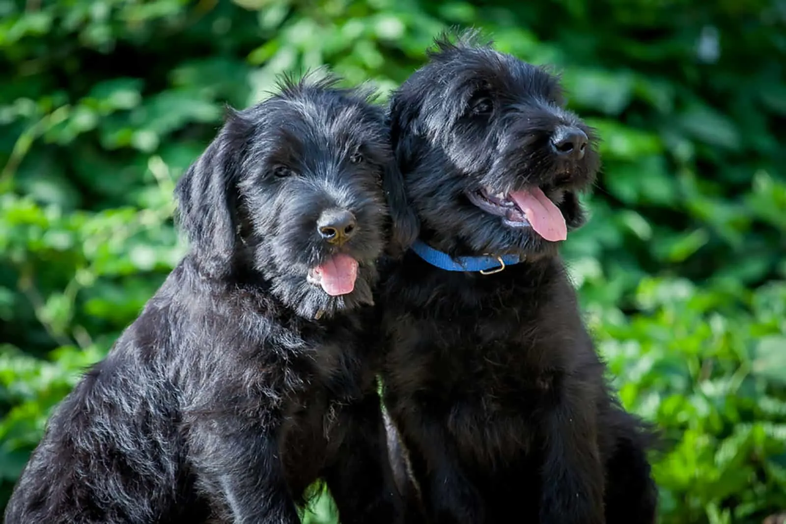 10 Best Giant Schnauzer Breeders In the USA