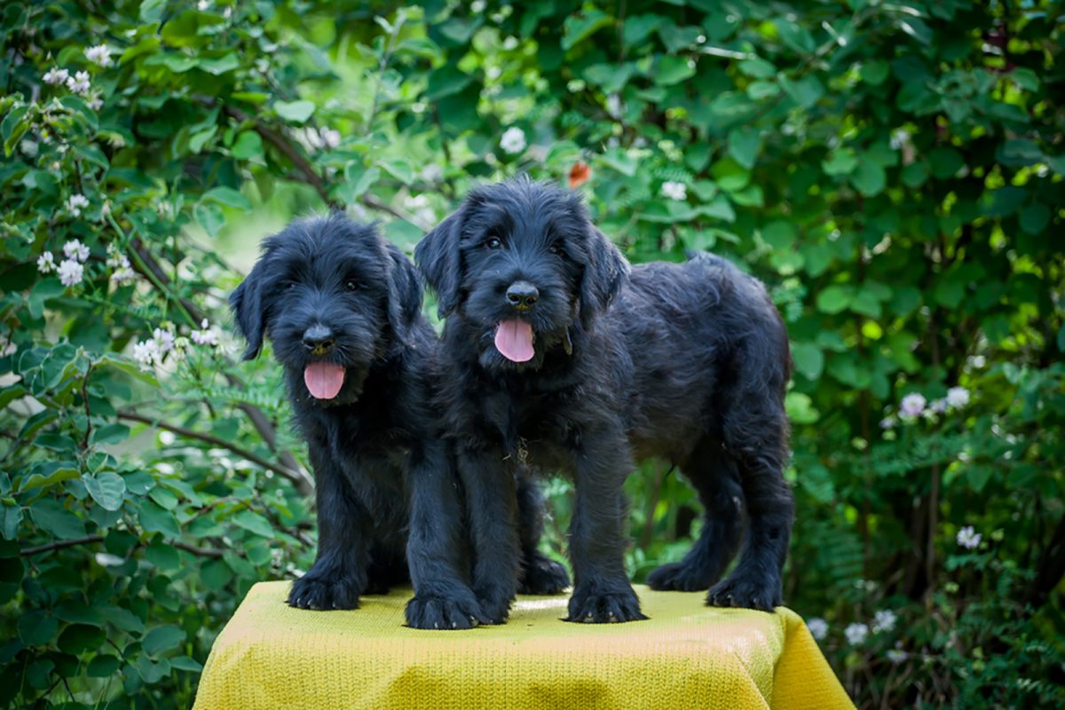 10 Best Giant Schnauzer Breeders In the USA