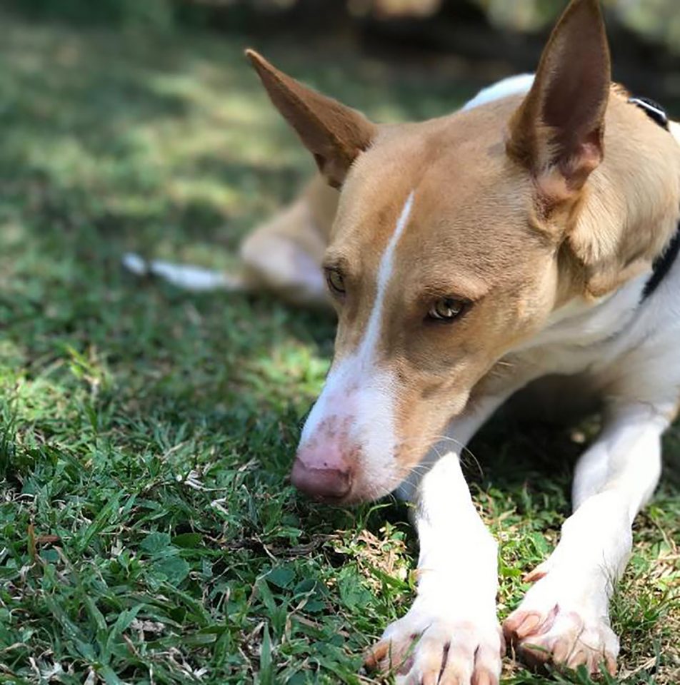 23 Most Interesting Basenji Mixes — It’s Yodel Time