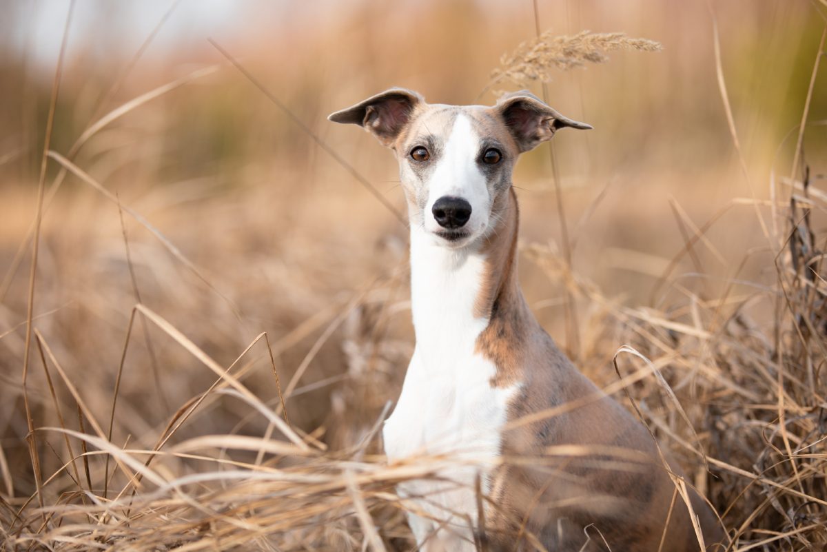 whippet-growth-chart-is-my-whippet-normal