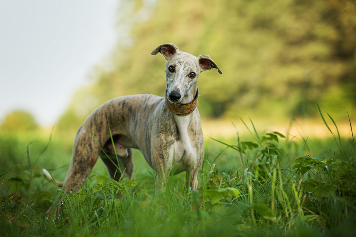 whippet-growth-chart-is-my-whippet-normal