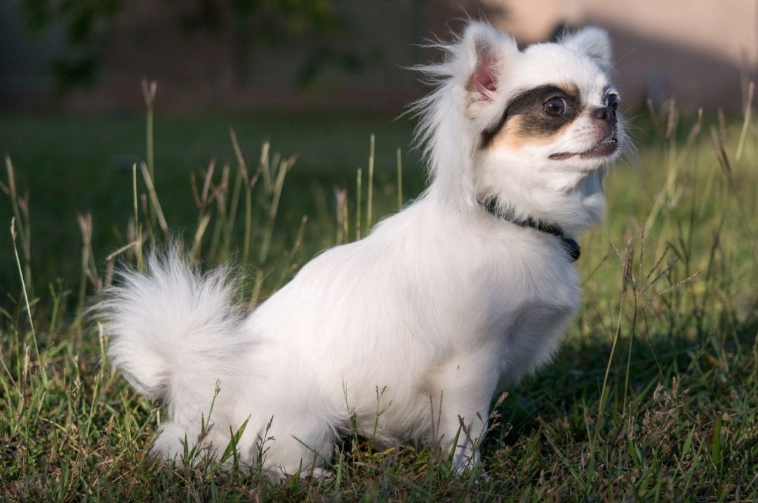 Top 5 Apple Head Chihuahua Breeders in the U.S.