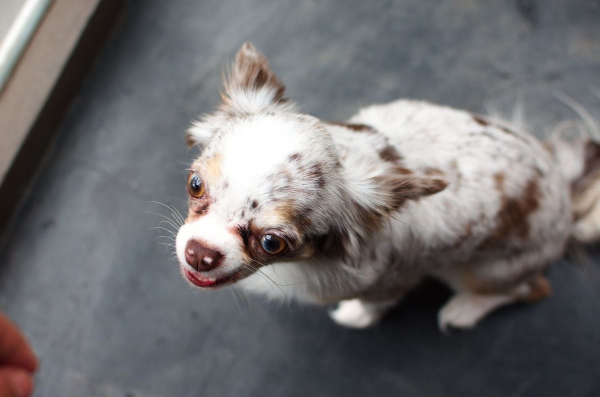 A White Spot On Dog’s Nose Requires Shampoo And A Hose