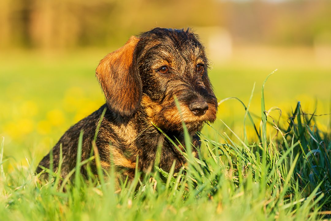 10 Reputable Wire Haired Dachshund Breeders In The U S   Wire Haired Dachshund Puppy Sitting In The Grass 1080x720 