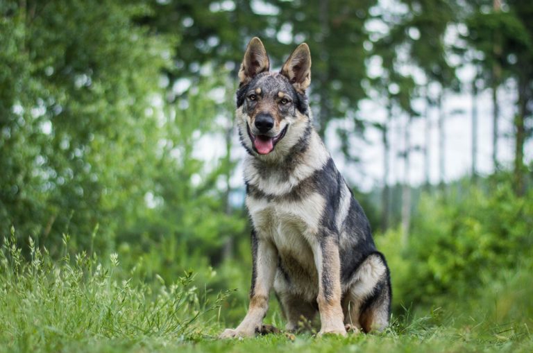 9 Best Wolfdog Breeders In The U.S.