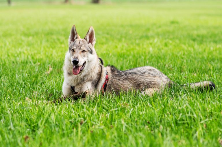 9 Best Wolfdog Breeders In The U.S.