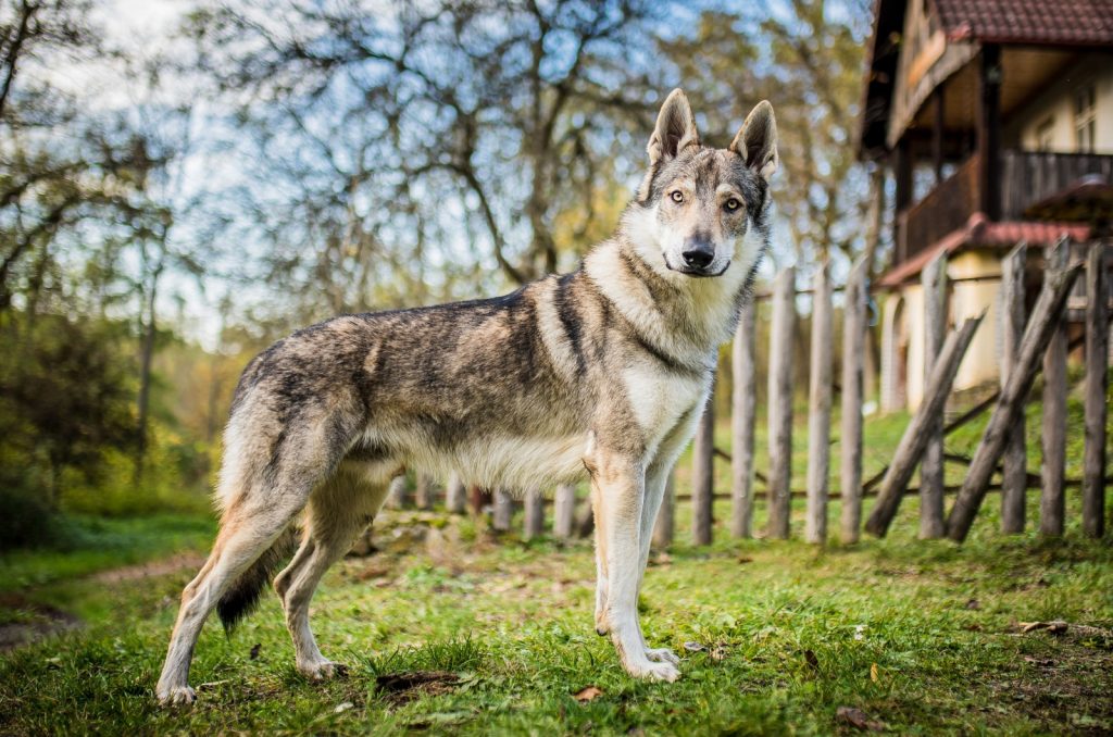 9 Best Wolfdog Breeders In The U.S.