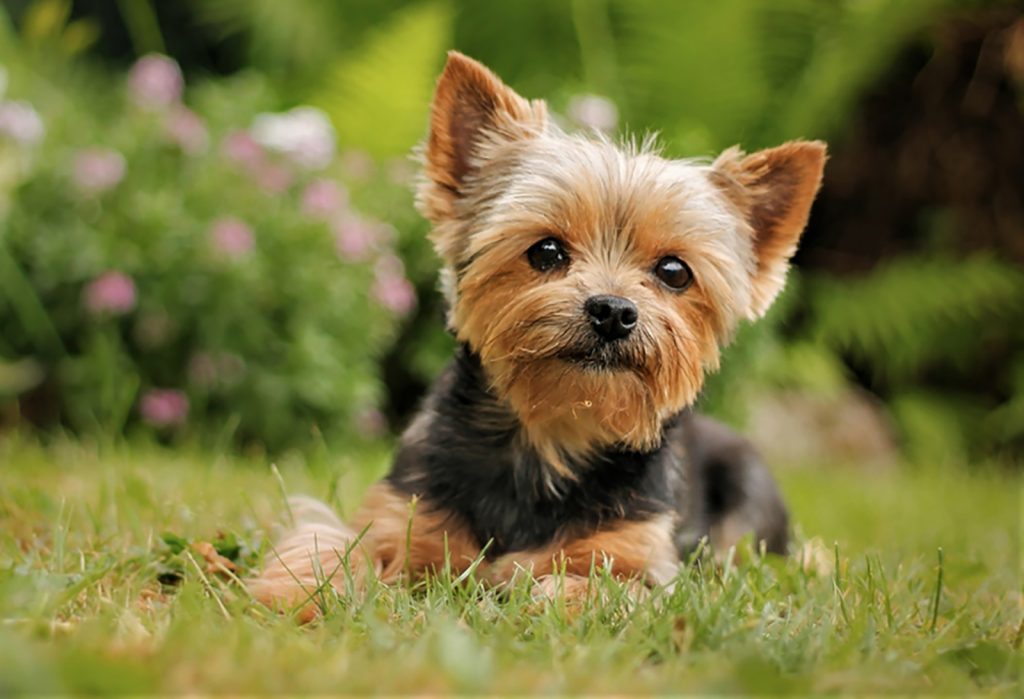 7 Yorkie Breeders In Virginia: The Old Dominion’s Best