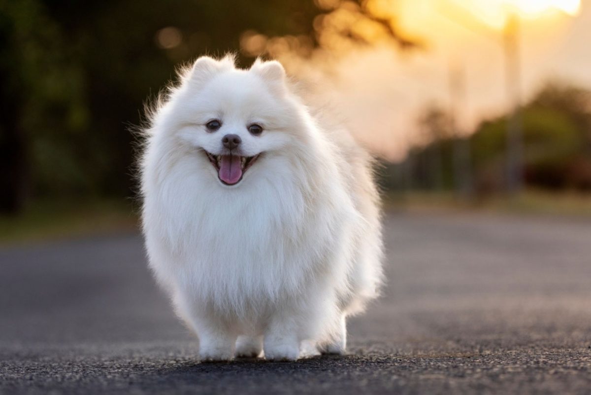 3 Japanese Spitz Breeders In The Us Rare And Precious