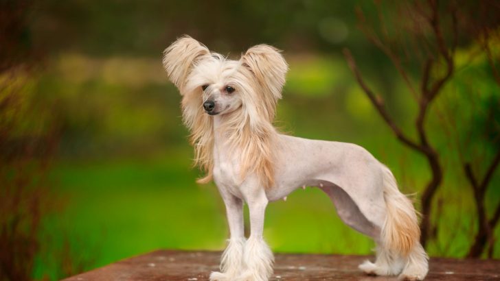 7 Chinese Crested Breeders: Finding The Dr.Seuss Dog