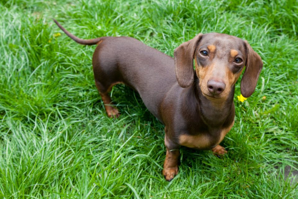 715-best-brown-dog-names-for-chocolate-pooches