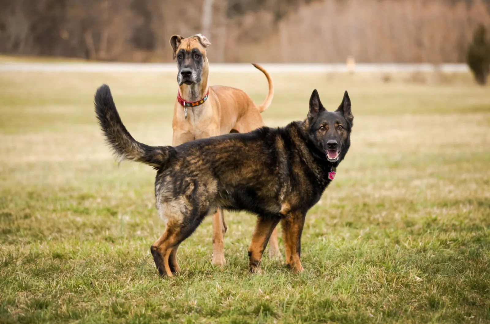 can a german shepherd dog and a great dane be friends