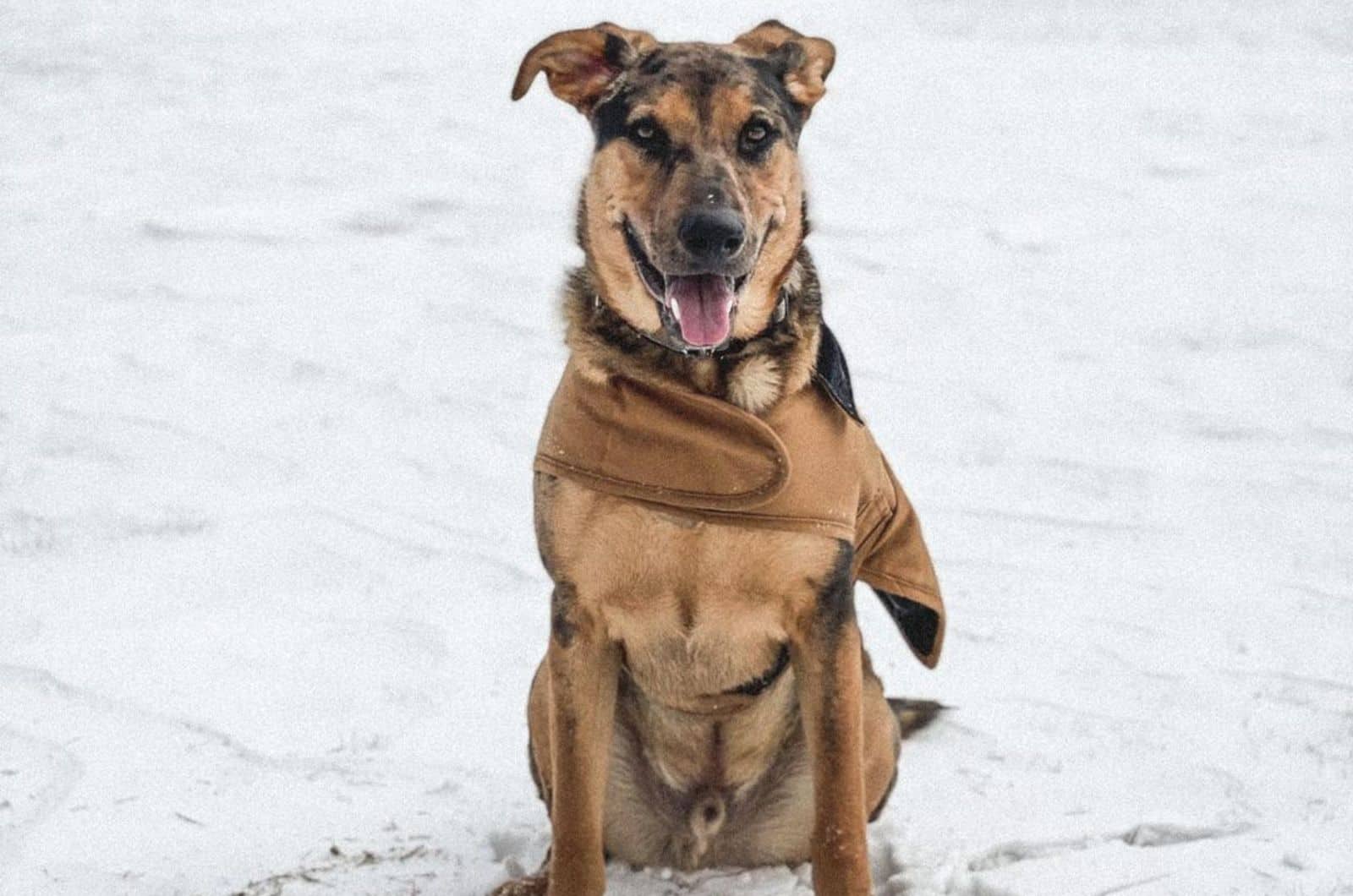 gsd catahoula mix