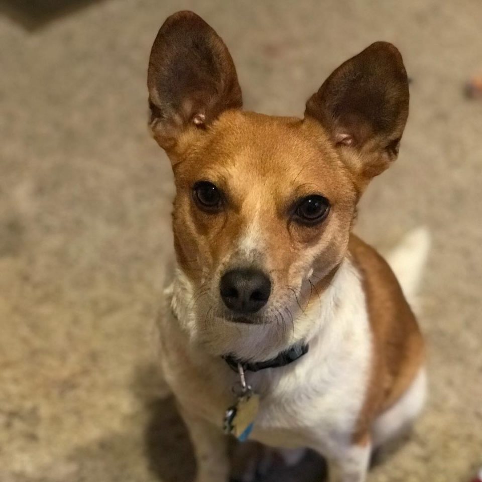 The Basenji Jack Russell Mix Is Not For The Faint Of Heart