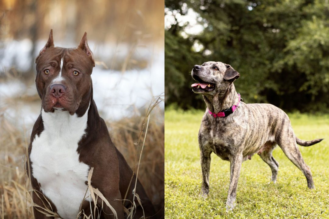 A Full Blooded Pitbull Or A Mix: How To Recognize?