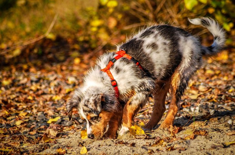 The Truth About The Australian Shepherd Dachshund Mix