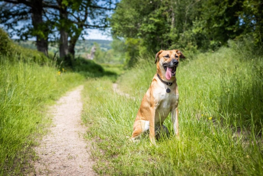 The Black Mouth Cur German Shepherd Mix Complete Guide