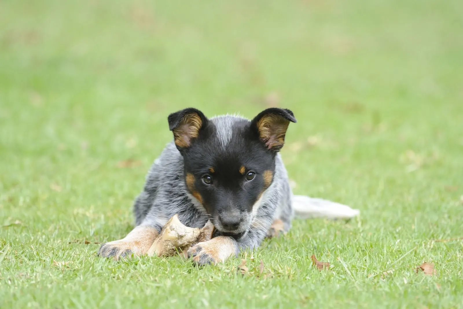 Blue Heeler Feeding Chart Crunching The Kibble