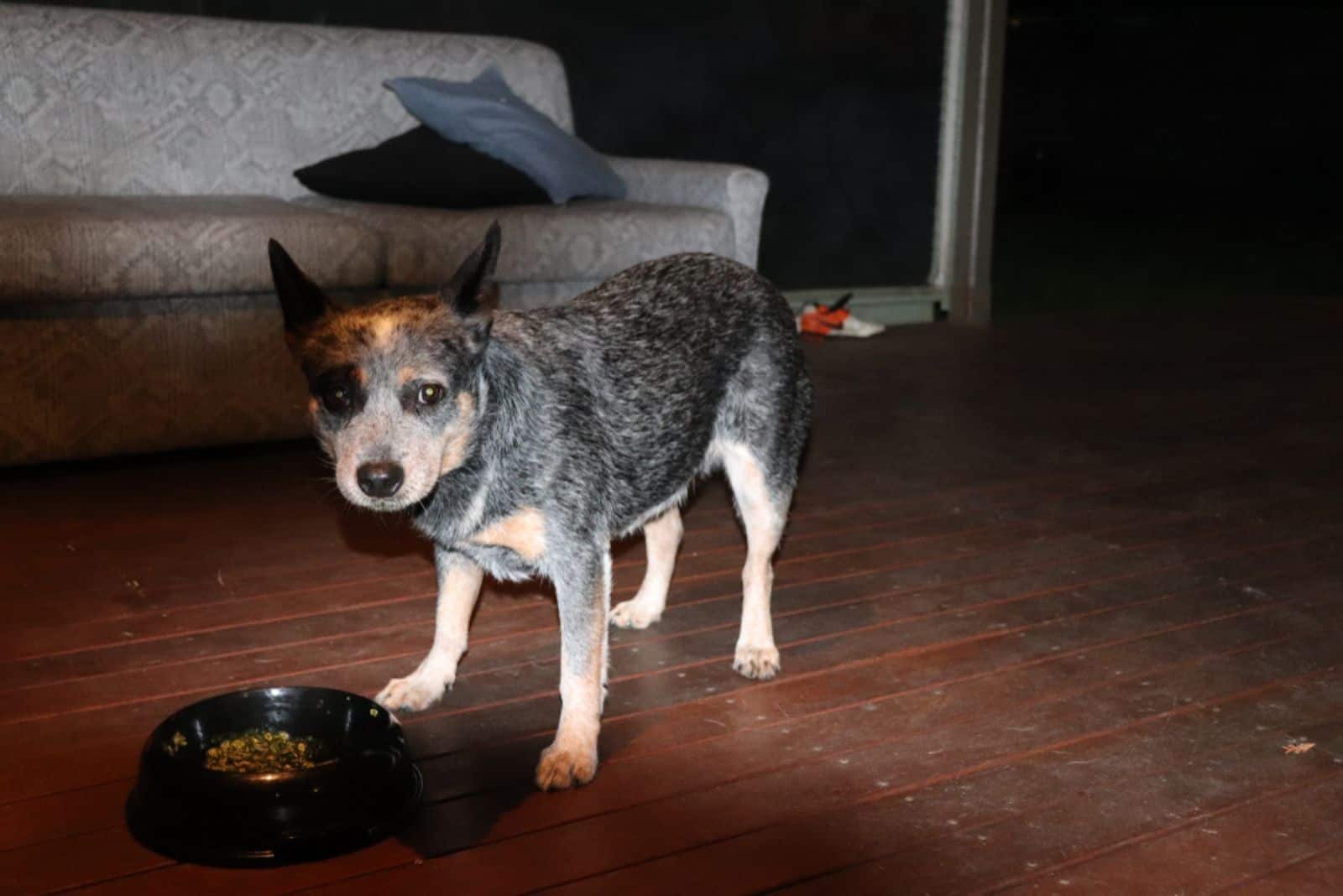 Blue Heeler Feeding Chart Crunching The Kibble