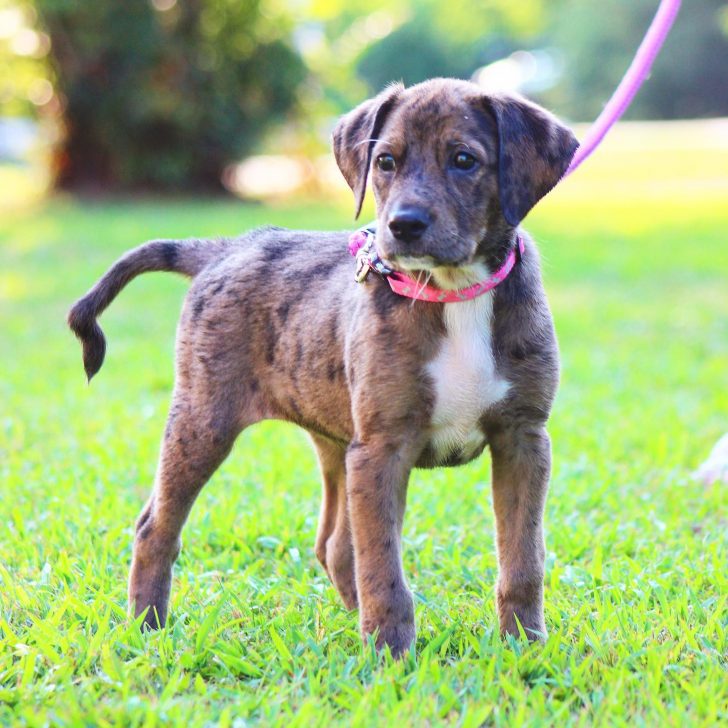 27 Catahoula Mixes: Mixing The Best Of The South