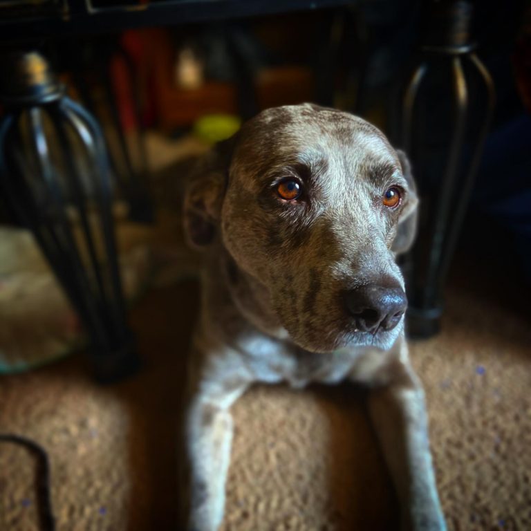 Catahoula Blue Heeler Mix: Guide To The Catahoula Heeler