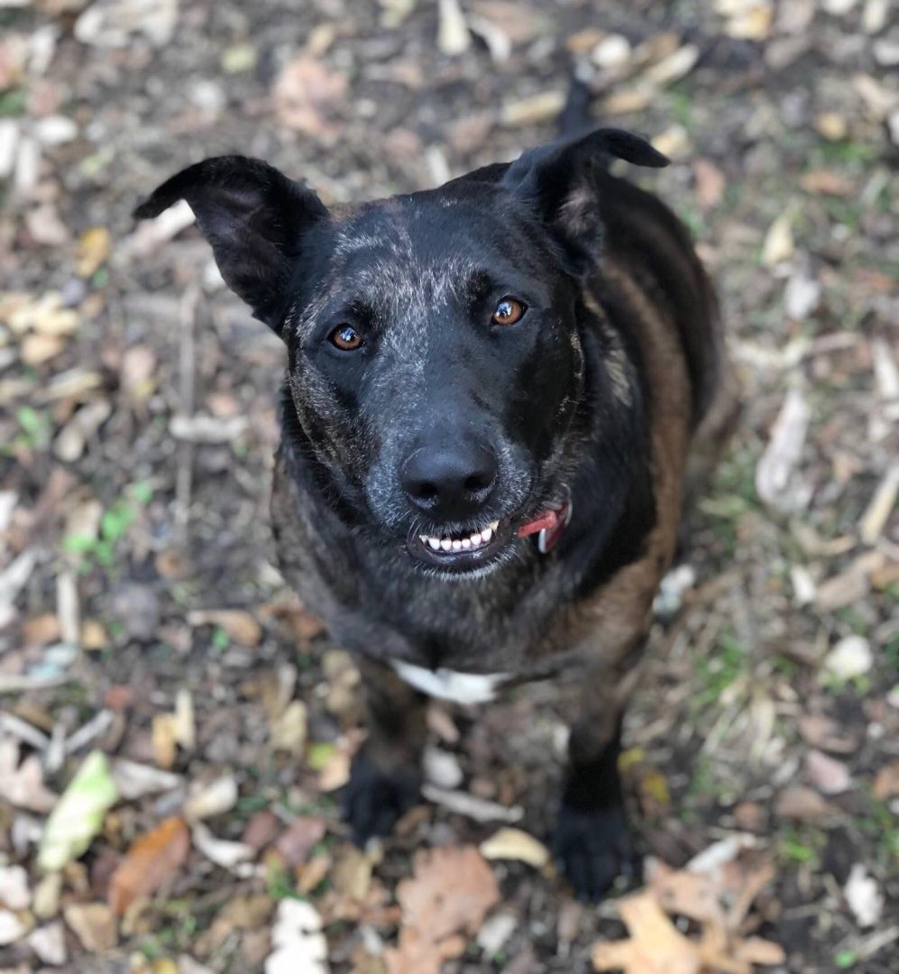 Catahoula German Shepherd Mix: An All-Around Working Dog