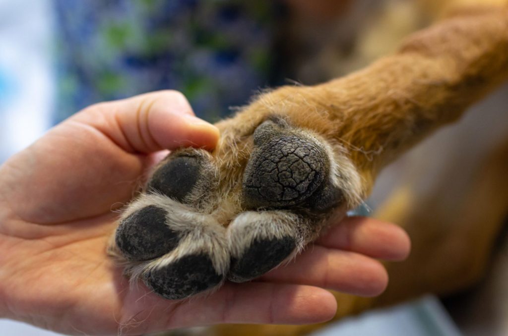 dog-paw-pad-peeling-5-reasons-and-5-solutions