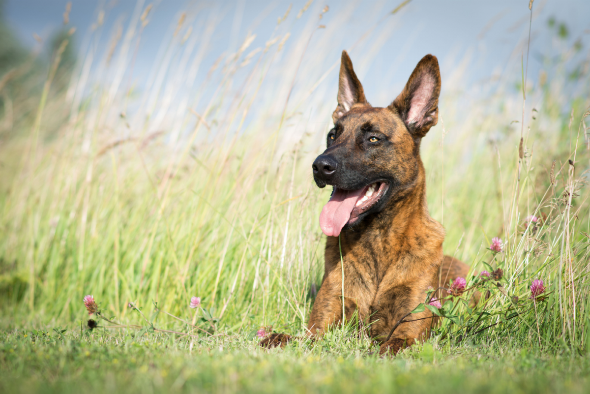 5 Dutch Shepherd Breeders With An Outstanding Reputation