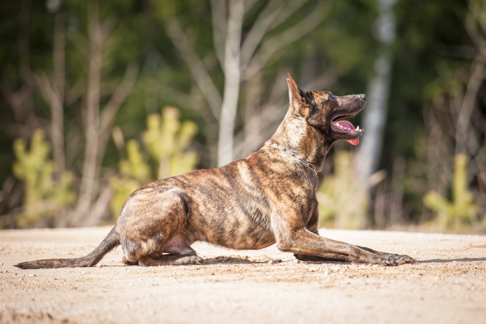 5 Dutch Shepherd Breeders With An Outstanding Reputation