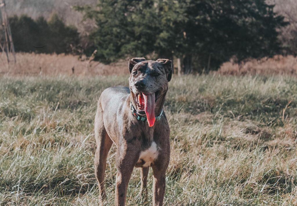 27 Catahoula Mixes: Mixing The Best Of The South