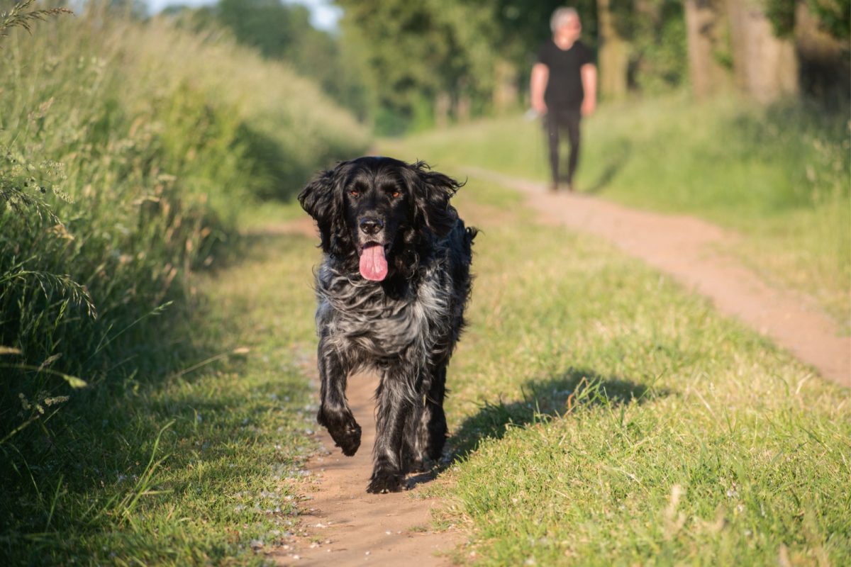 why-is-my-dog-walking-sideways-11-possible-reasons