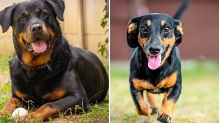 Is The Rottweiler Dachshund Mix A Reliable Family Pet?