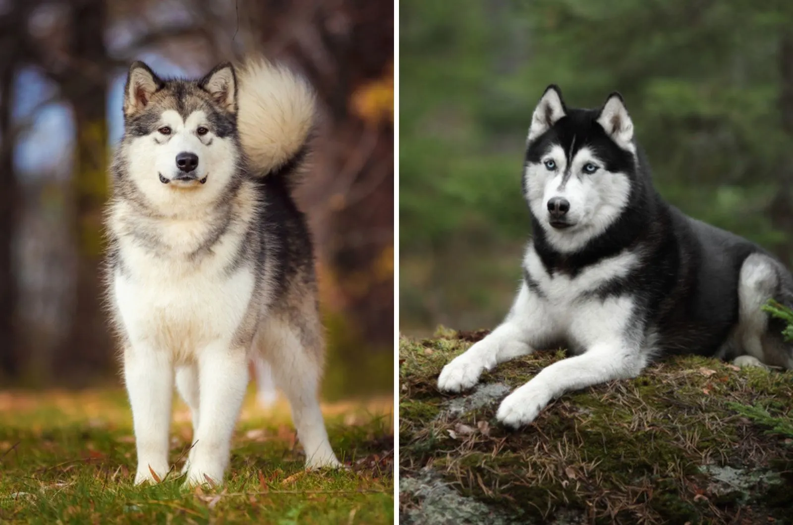 are malamutes calmer than huskies