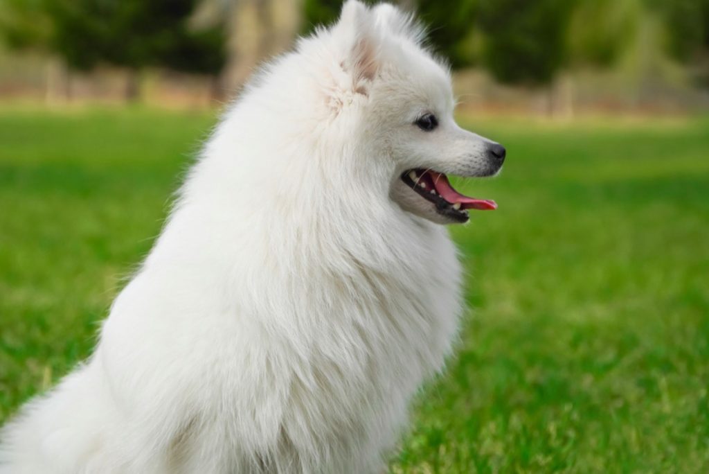 3 Japanese Spitz Breeders In The U.S.: Rare And Precious