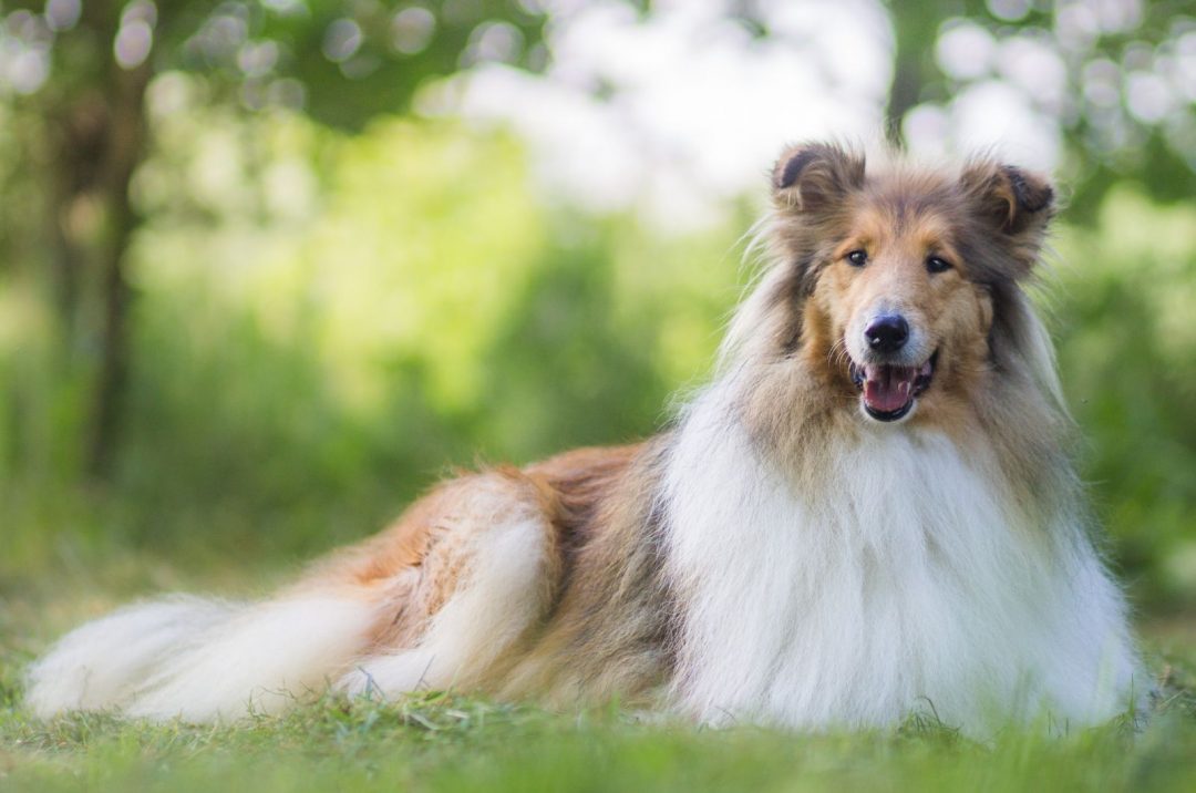 Rough Collie Growth Chart: How Big Does Lassie Get?