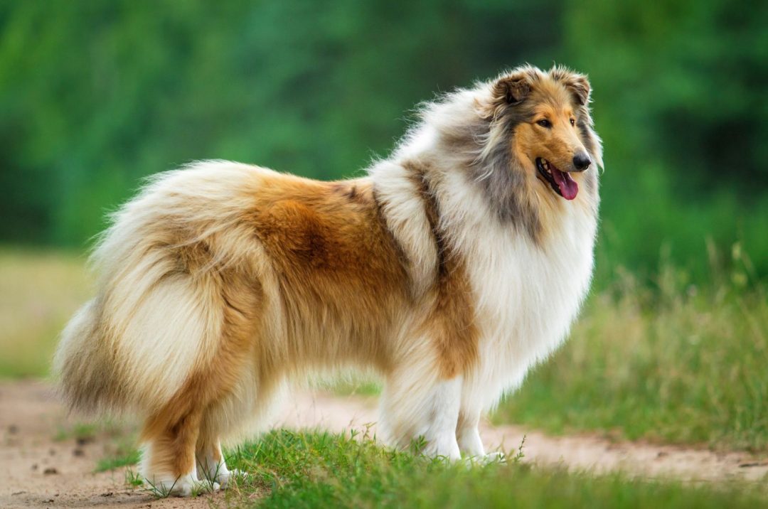 Rough Collie Growth Chart: How Big Does Lassie Get?