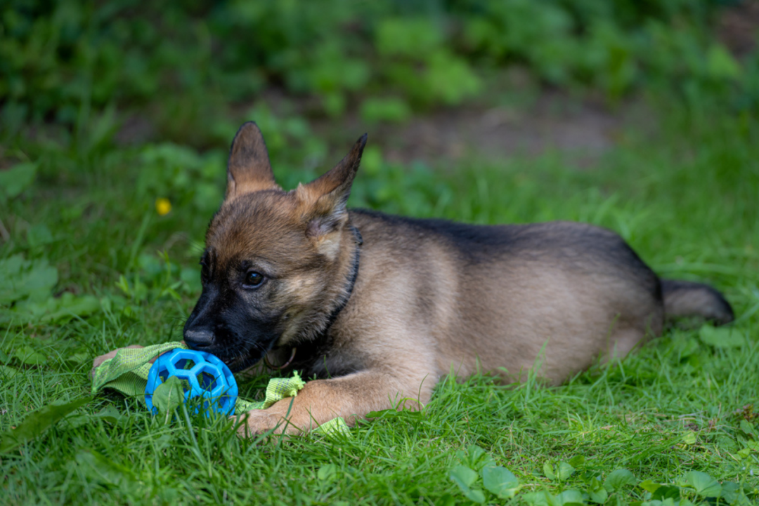 11 Best Sable German Shepherd Breeders In The US