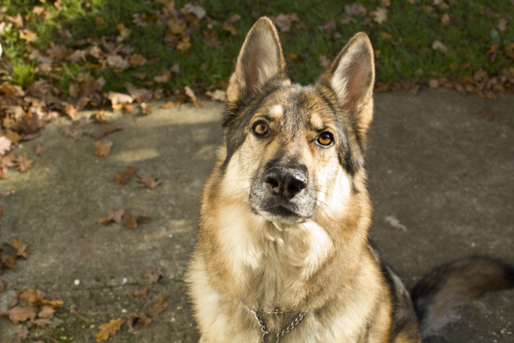 11 Best Sable German Shepherd Breeders In The US