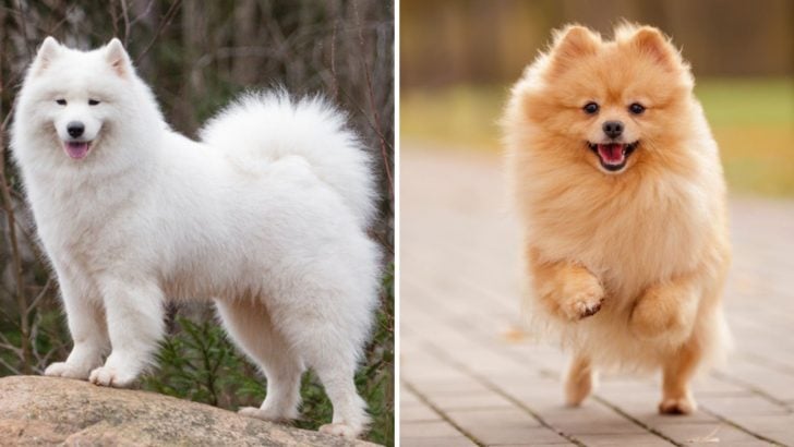 Samoyed Pomeranian Mix: A Cute Hybrid Nobody Can't Resist