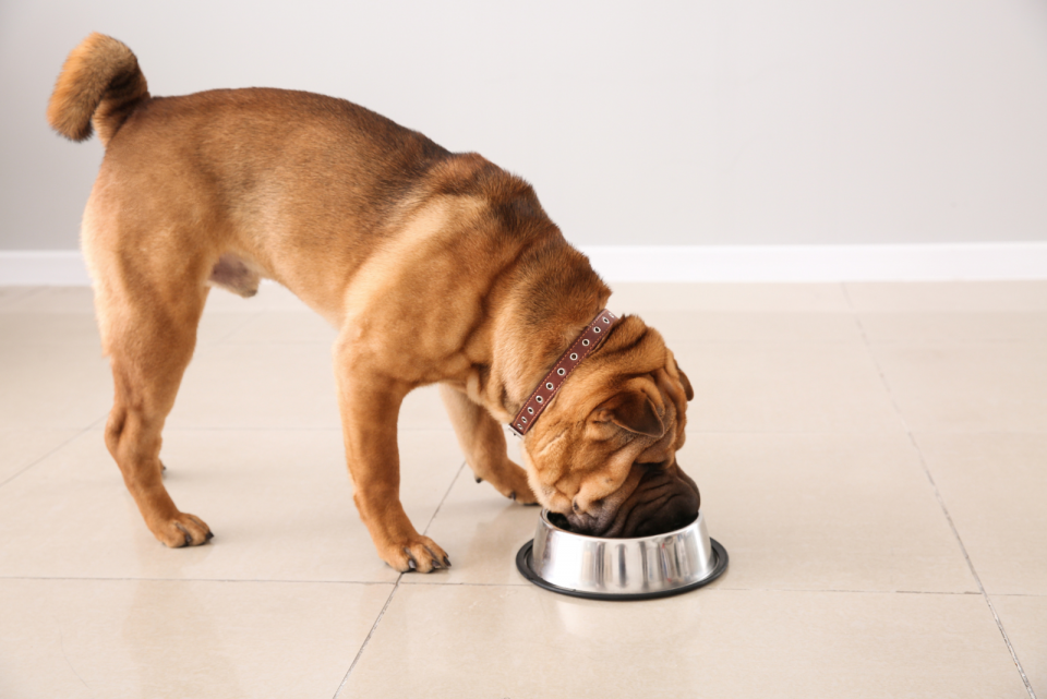 Shar-Pei Growth Chart: How Big Does This Breed Really Get?