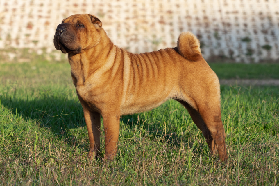 Shar-Pei Growth Chart: How Big Does This Breed Really Get?