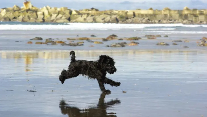 what is the life expectancy of a schnoodle