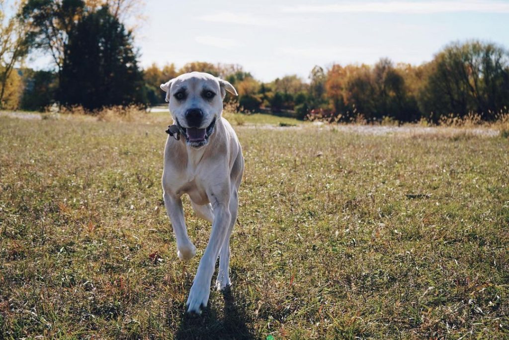 The Lab Catahoula Mix: Ever Heard Of The Labahoula?