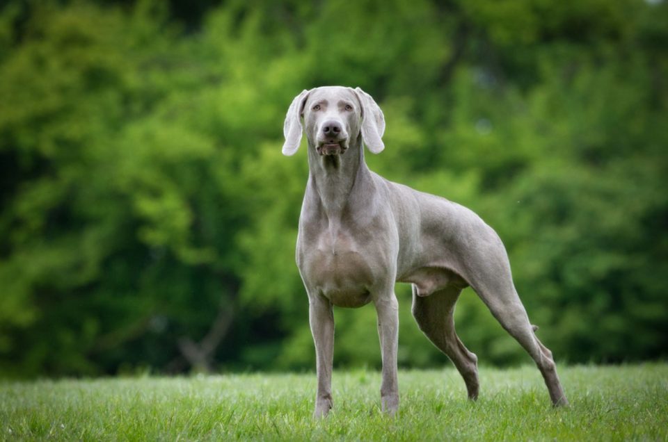 The Weimaraner Growth Chart For A Healthier Puppy