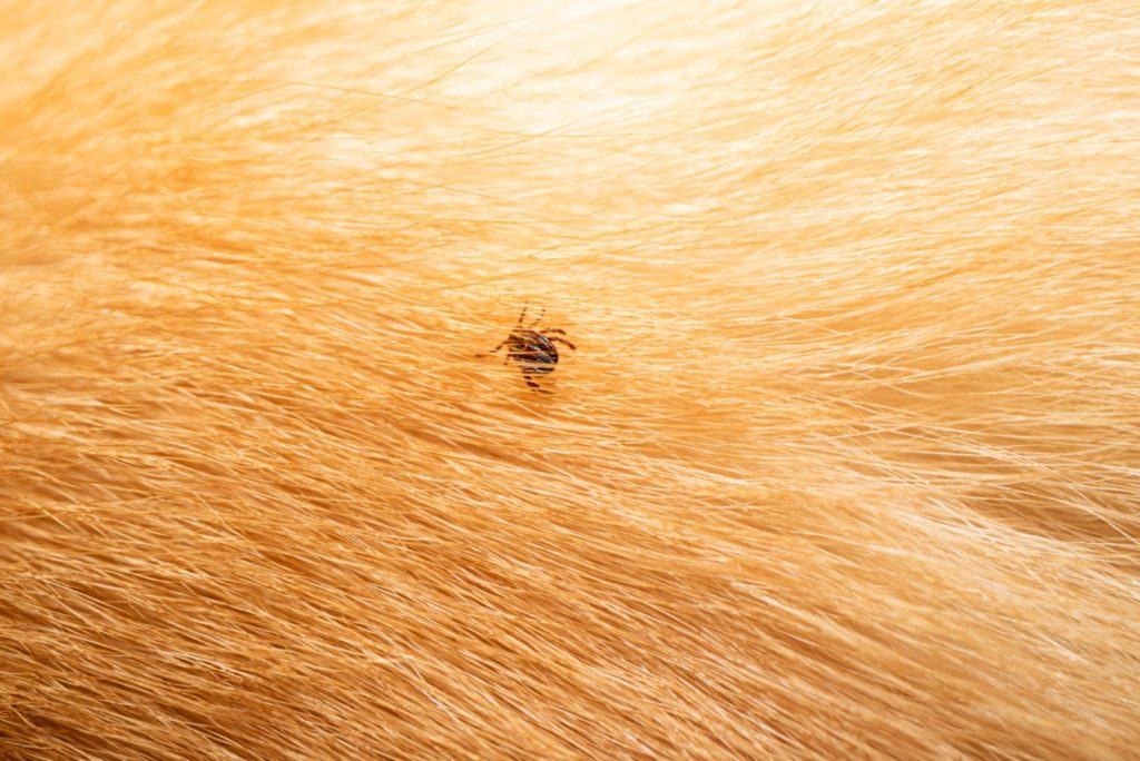 How To Get Rid Of Mites On Dogs? — 11 Solutions